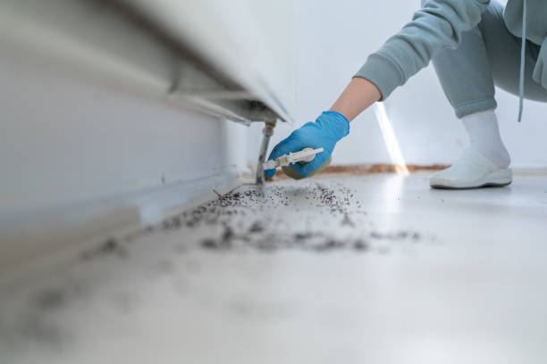 Reliable Lake Riverside, CA Pest Control Solutions